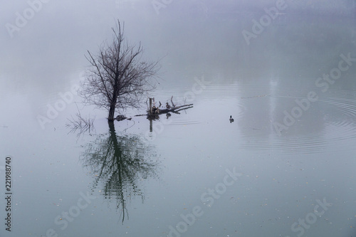 the tree and the duck