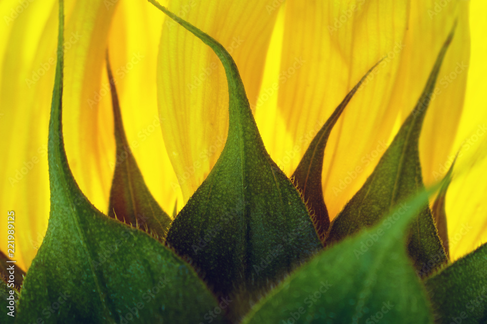 Obraz premium Back part of a sunflower with orange petals illuminated by sun rays as backlight