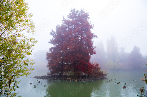 duck pond and red tree
