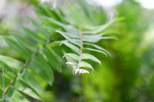 A freshness area of green fern leaves