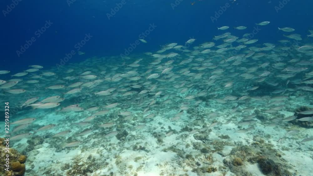 Bait ball in coral reef of Caribbean Sea at scuba dive around Curacao /Dutch Antilles Bait ball in coral reef of Caribbean Sea at scuba dive around Curacao /Dutch Antilles