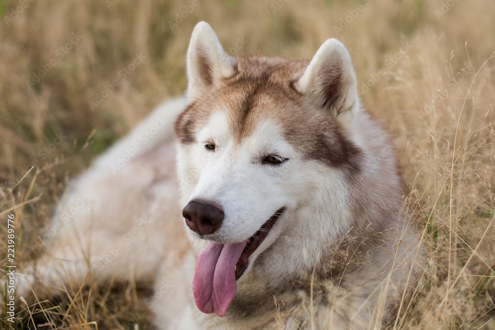 Close-up Portrait of gorgeous beige and white siberian husky dog with brown eyes lying in the grass meadow at sunset