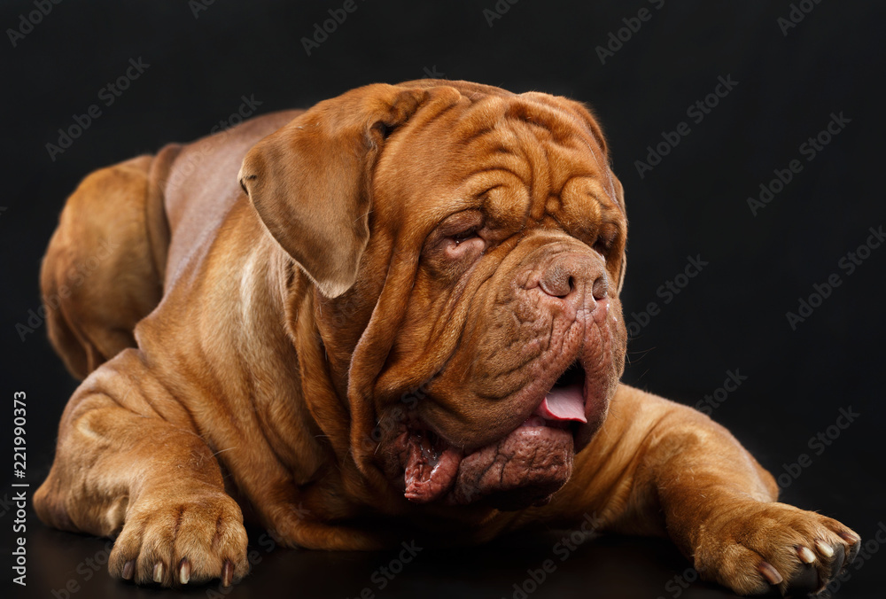 Bordeaux dog, the dog on Isolated Black Background in studio