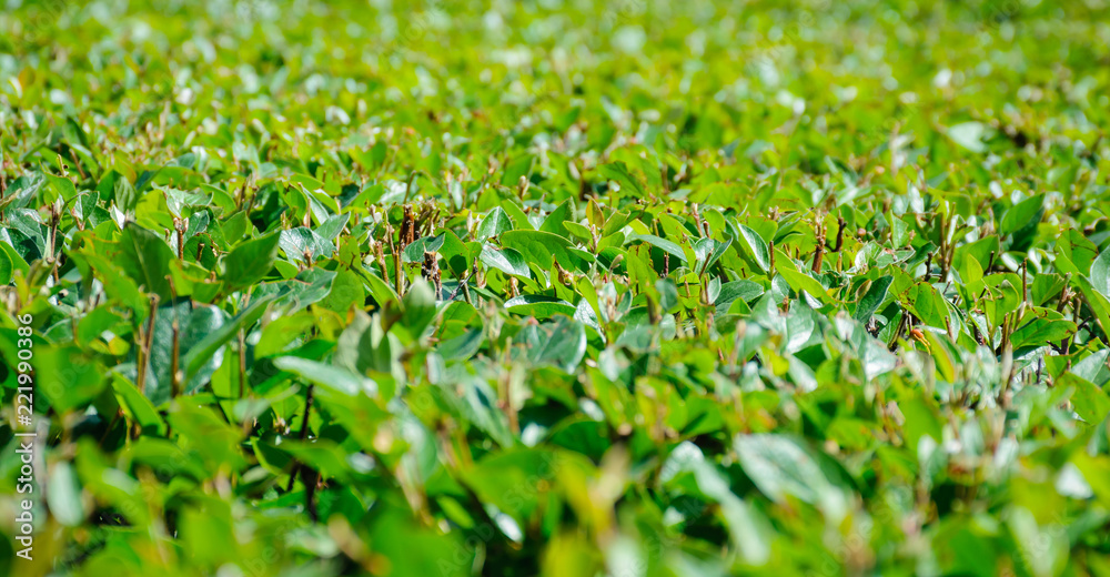 Neatly trimmed green fence close-up view from above Neatly trimmed green fence close-up view from above