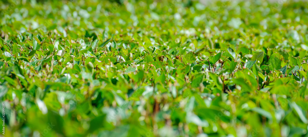 Obraz premium Neatly trimmed green fence view from above from a short distance