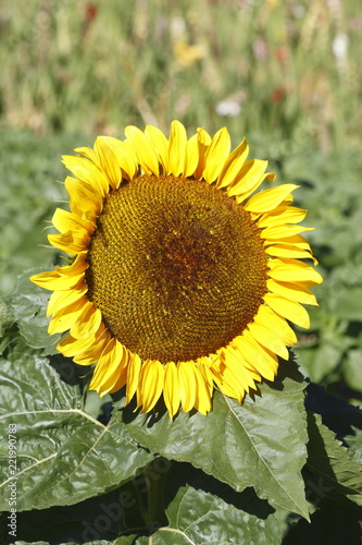 Fototapeta Naklejka Na Ścianę i Meble -  Sonnenblume