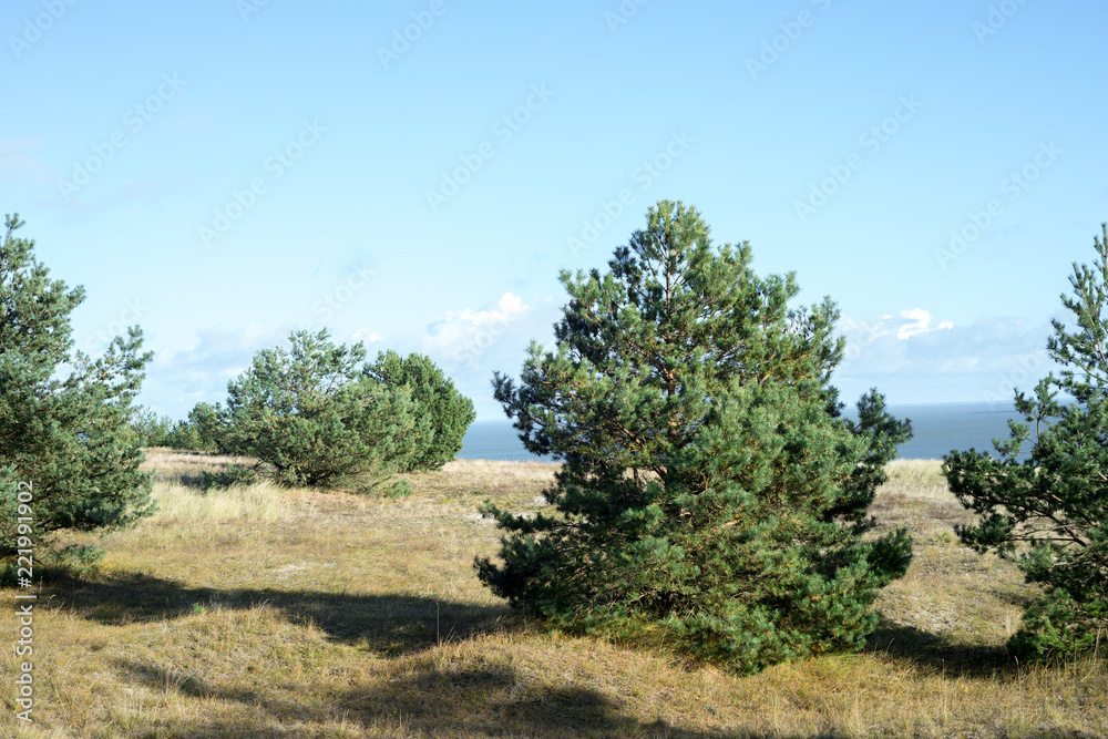 Pines grow on the Curonian Spit near the Gulf