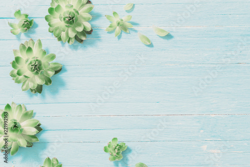 Succulents on old blue wooden background
