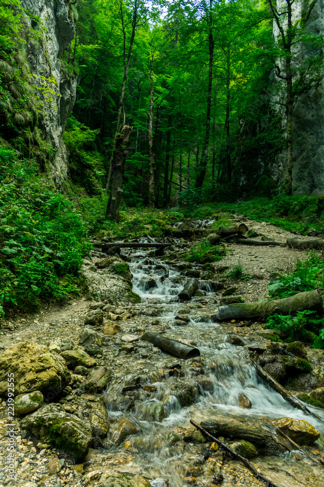 stream in forest