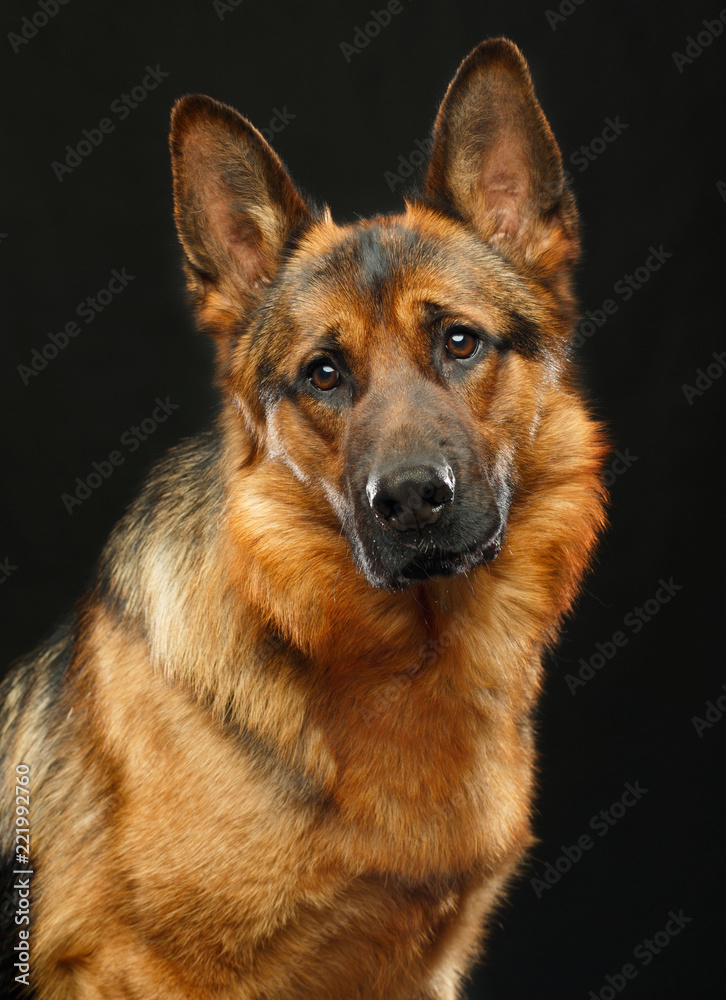 German Shepherd Dog Isolated on Black Background in studio German Shepherd Dog Isolated on Black Background in studio