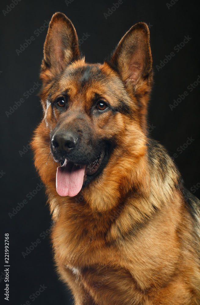 German Shepherd Dog  Isolated  on Black Background in studio