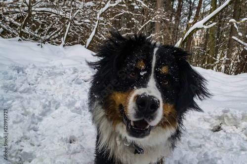 dog in the snow