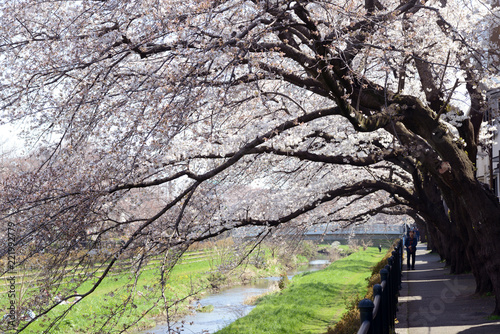 桜