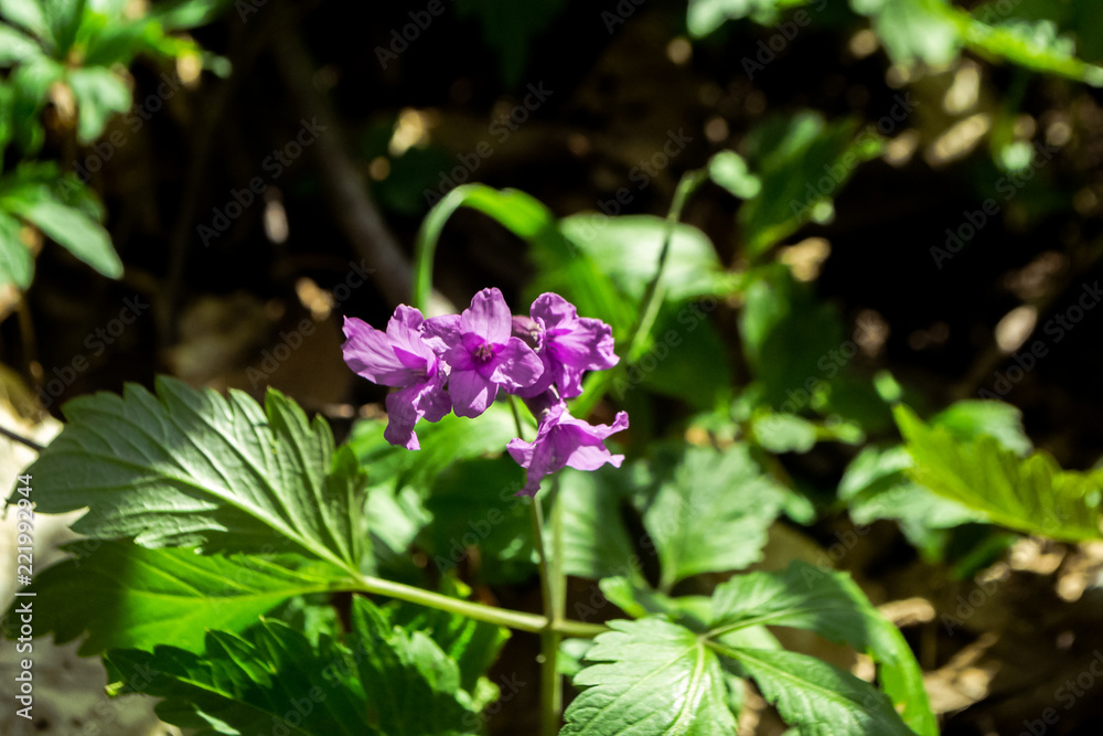 Purple flower in the spring Purple flower in the spring