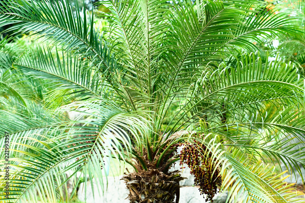 Fototapeta premium Cycadales plant in the garden