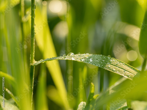 Close up view on green plant with dewdrops on its leaves. Herb growing in the meadow, with bokeh effect. Green grass in the field at summer. Blurred background. Soft selective focus