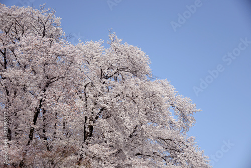 桜