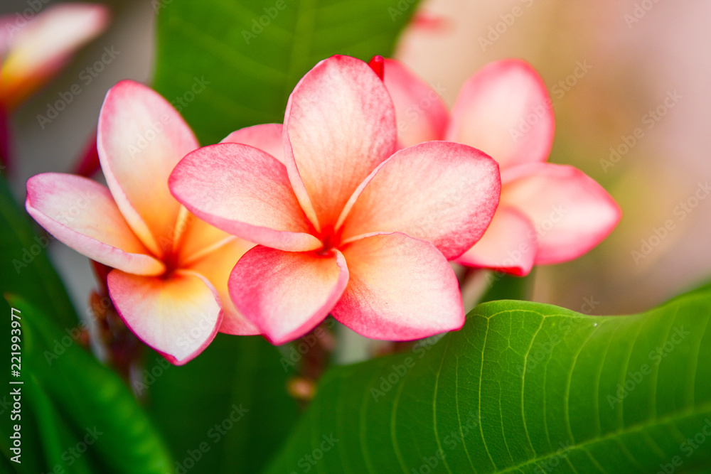 Plumeria spp frangipani flowers white pink and yellow color With the sunlight.
