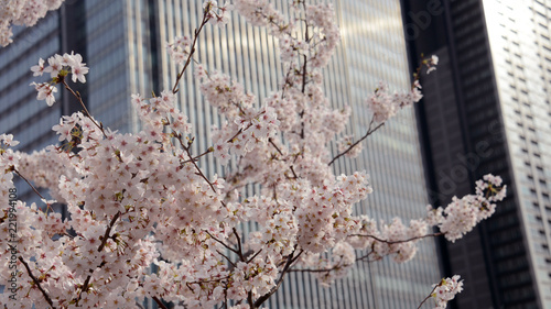桜とオフィスビル