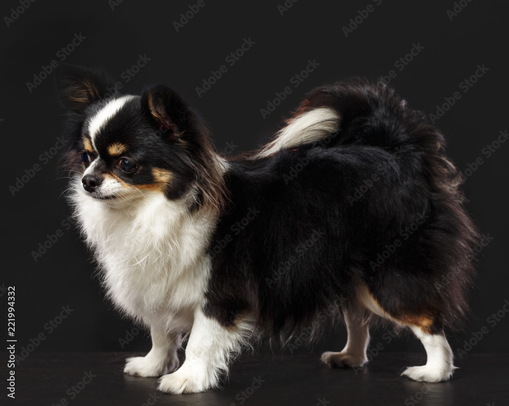 Obraz premium Chihuahua Dog Isolated on Black Background in studio