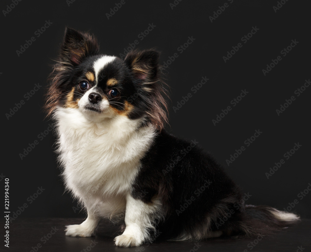 Chihuahua Dog Isolated on Black Background in studio Chihuahua Dog Isolated on Black Background in studio
