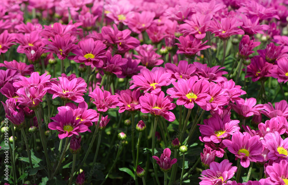 Pink  Chrysanthemum Flower in garden