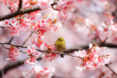bird on blossom