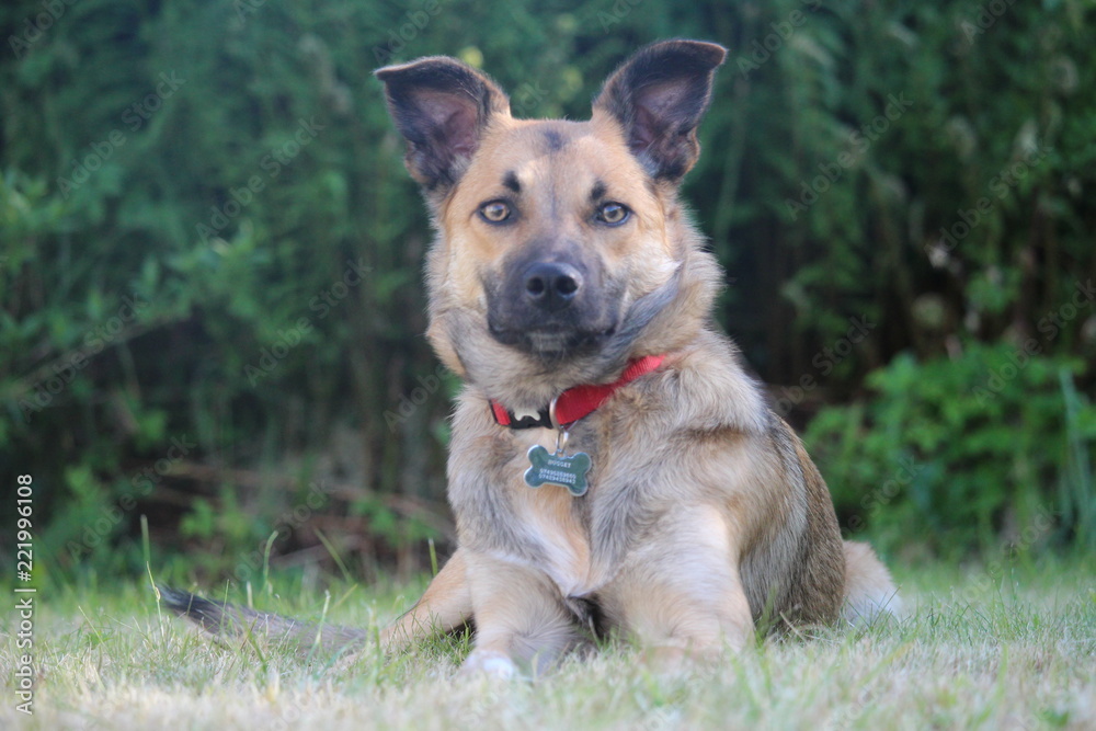 german shepherd dog