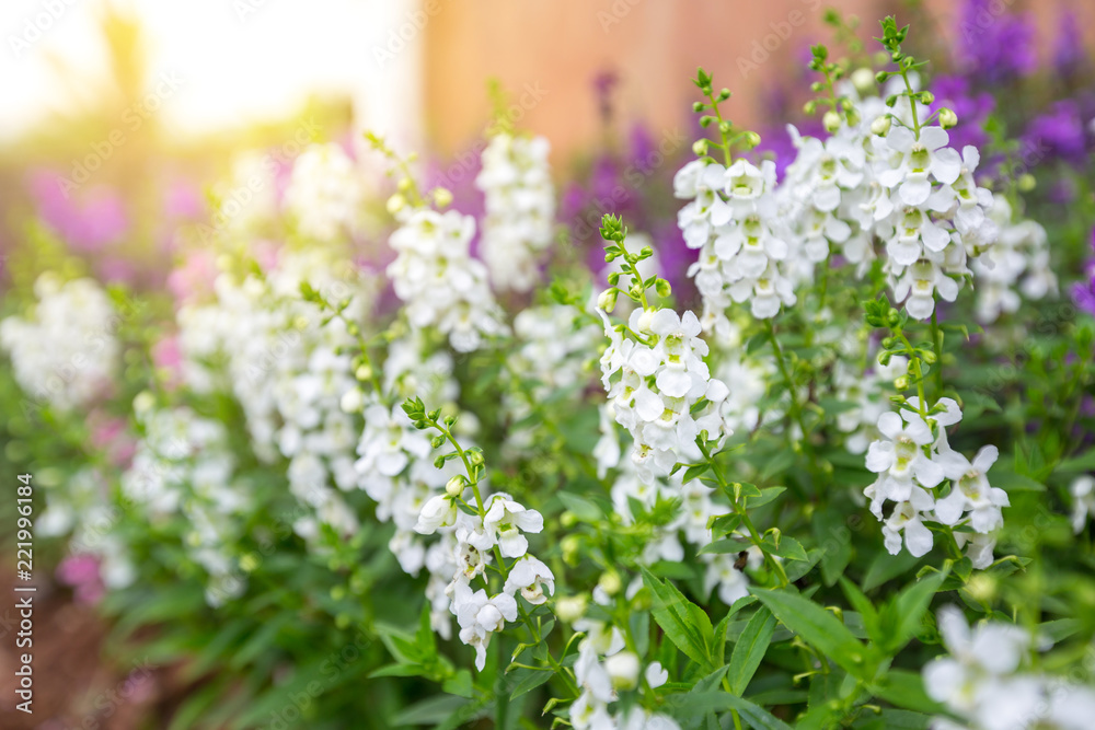 Fototapeta Białe kwiaty z zielonymi liśćmi i fioletowym tle kwiatów w ogrodzie z ciepłym słońcem.
