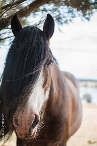 portrait of a horse © SeanWonPhotography