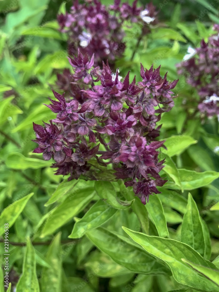 Obraz premium Close up shot of purple Holy Basil (Ocimum sanctum)