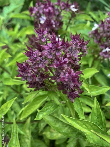 Close up shot of purple Holy Basil  Ocimum sanctum 