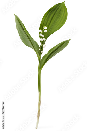 Single lilie of the valley flower, Convallaria Majalis, with green leaves isolated on white background