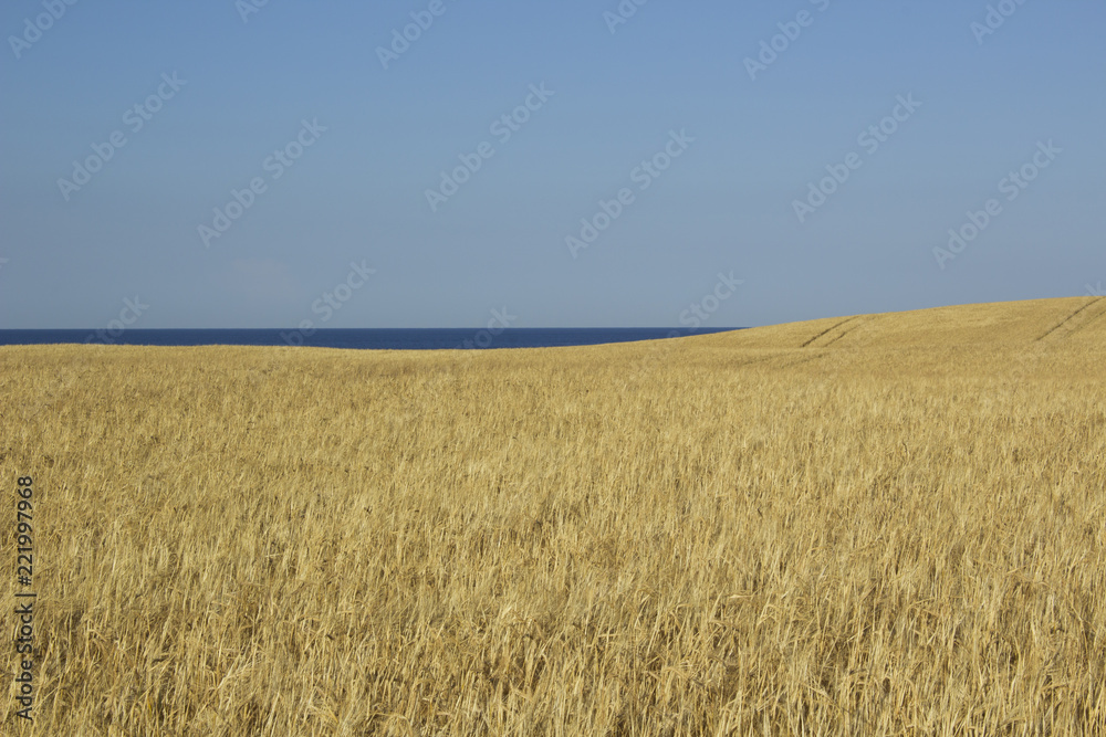 A field for agriculture in the island of Jylland, Denmark, with the ocean in the distance. A field for agriculture in the island of Jylland, Denmark, with the ocean in the distance.