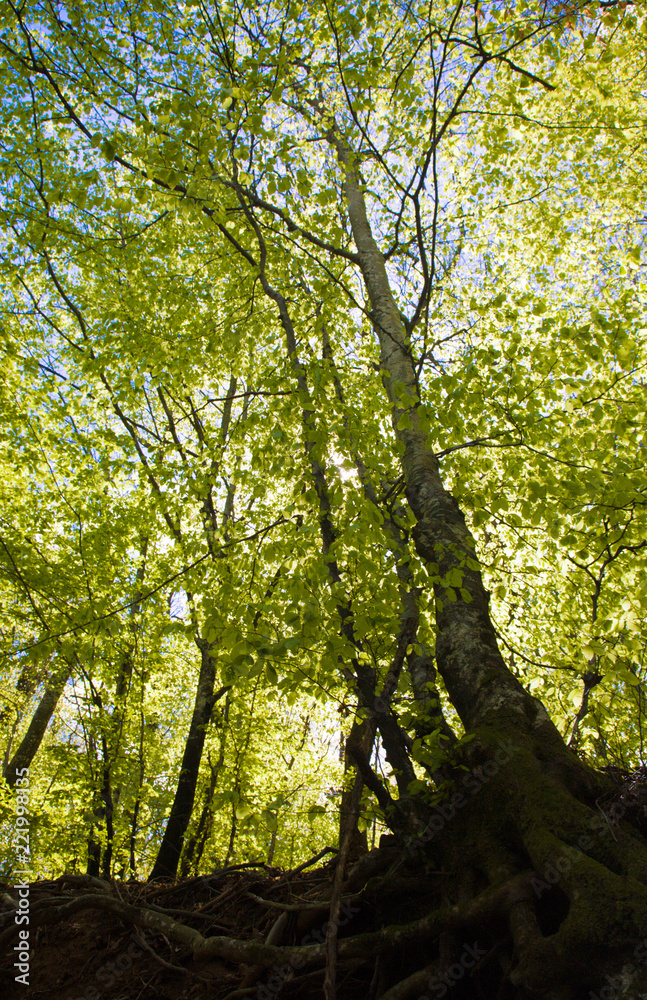 Fototapeta premium Beech forest