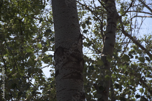 Tall poplar in the botanical garden