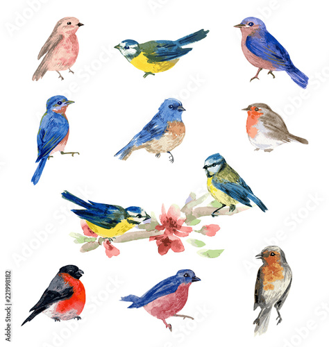 Watercolor bird illustrations