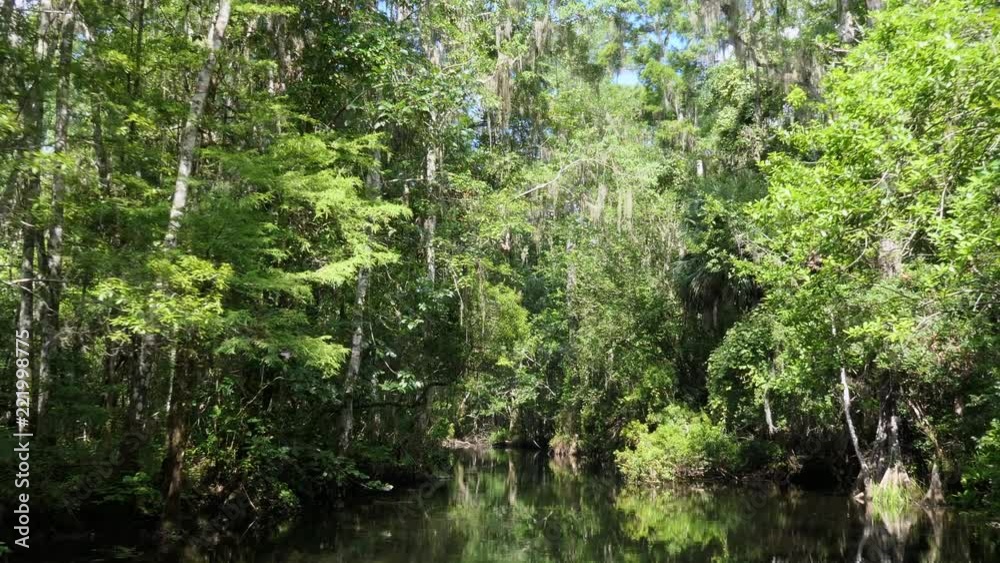 View of Edward Ball Wakulla Springs State Park in Florida, USA. Wilderness landscape in the United States, American wild places with quiet river and dense forest View of Edward Ball Wakulla Springs State Park in Florida, USA. Wilderness landscape in the United States, American wild places with quiet river and dense forest