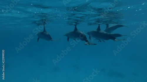 Group of pregnant female Spinner Dolphins slowly swim in the blue water (Underwater shot, 4K / 60fps)
 photo