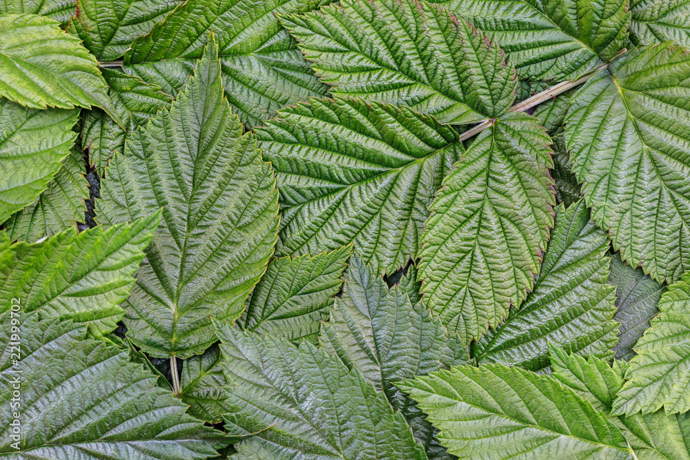 Background of raspberry leaves close-up, top view Background of raspberry leaves close-up, top view