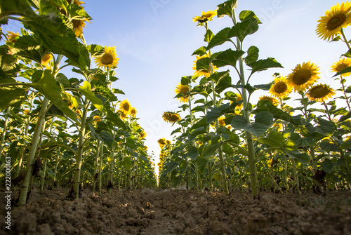 Fototapeta Naklejka Na Ścianę i Meble -  Big sunflower field