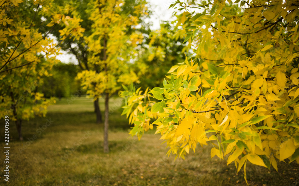 A photo of autumn trees in a park with green and yellow leaves.