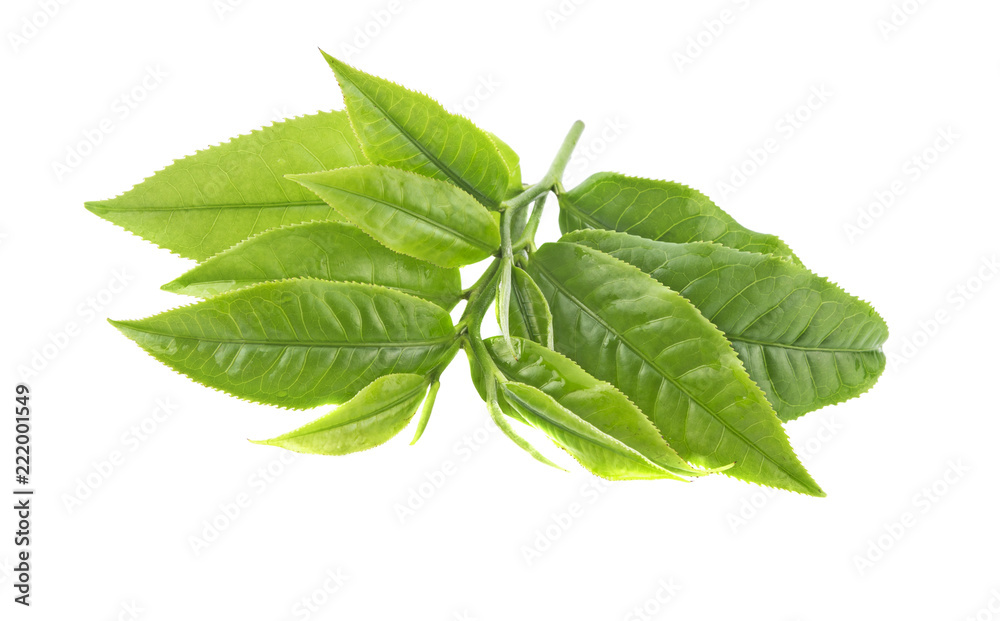 fresh green tea lelf isolated on white background
