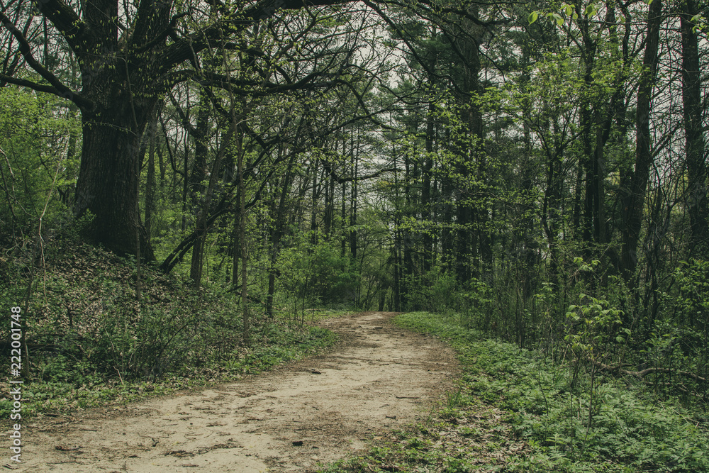Fototapeta premium Path in a Forest 