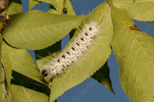 Hickory Tussock Moth Caterpillar (Lophocampa caryae) photo