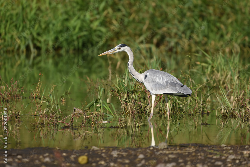 Fototapeta premium Grey heron (Ardea cinerea), real wildlife - no ZOO