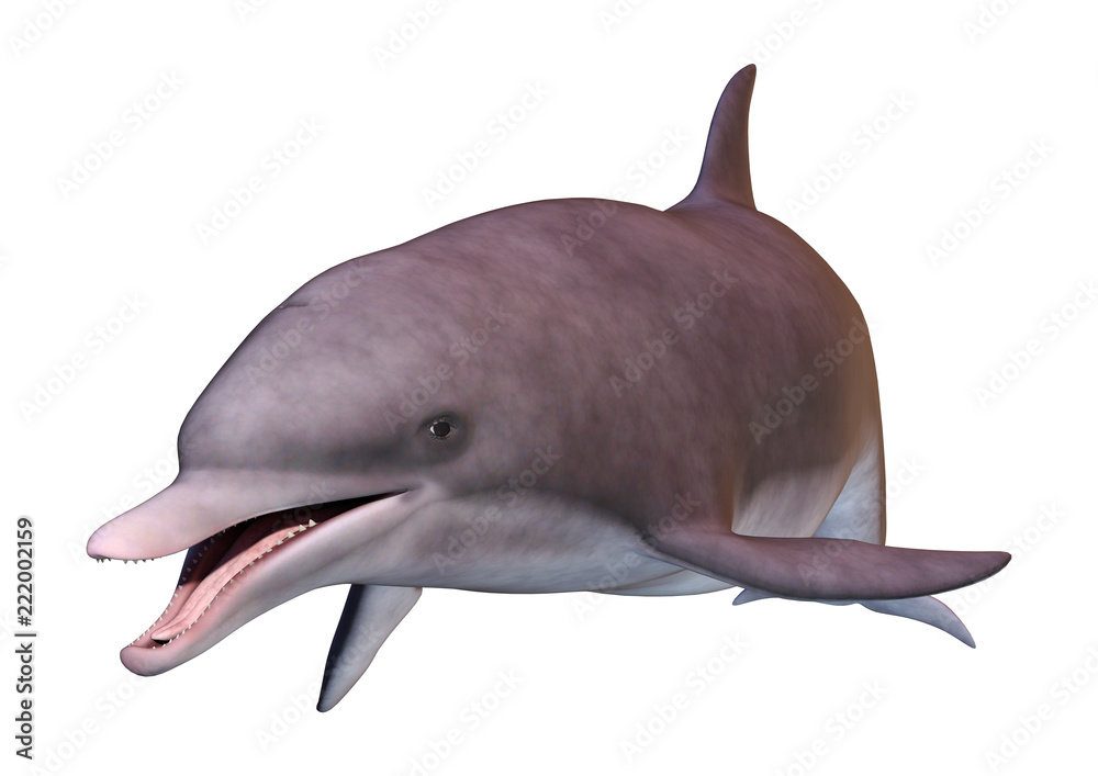 Fototapeta premium 3D Rendering Dolphin on White