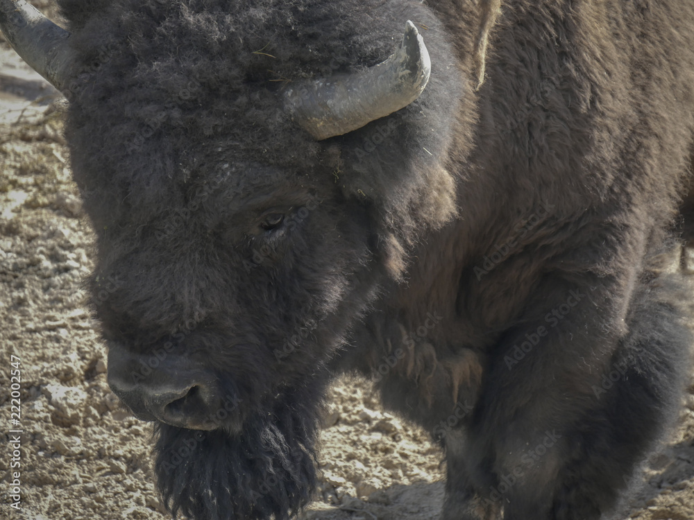 Fototapeta premium Buffalo