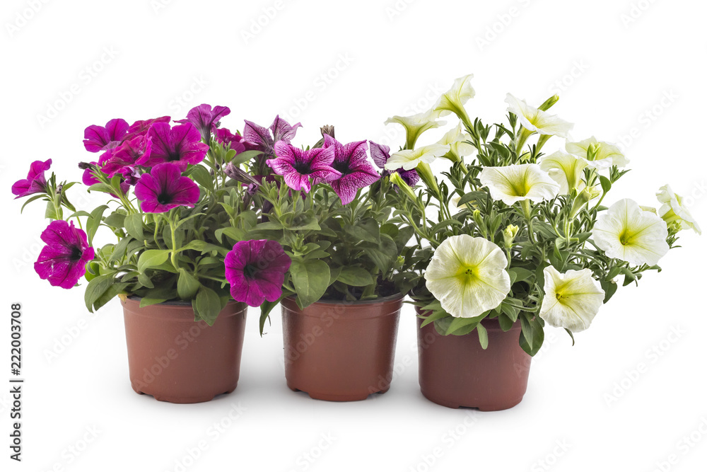 Colorful blooming petunia flowers in flower pot, closeup, isolated on white background. Petunia hybrida in bloom, close up.