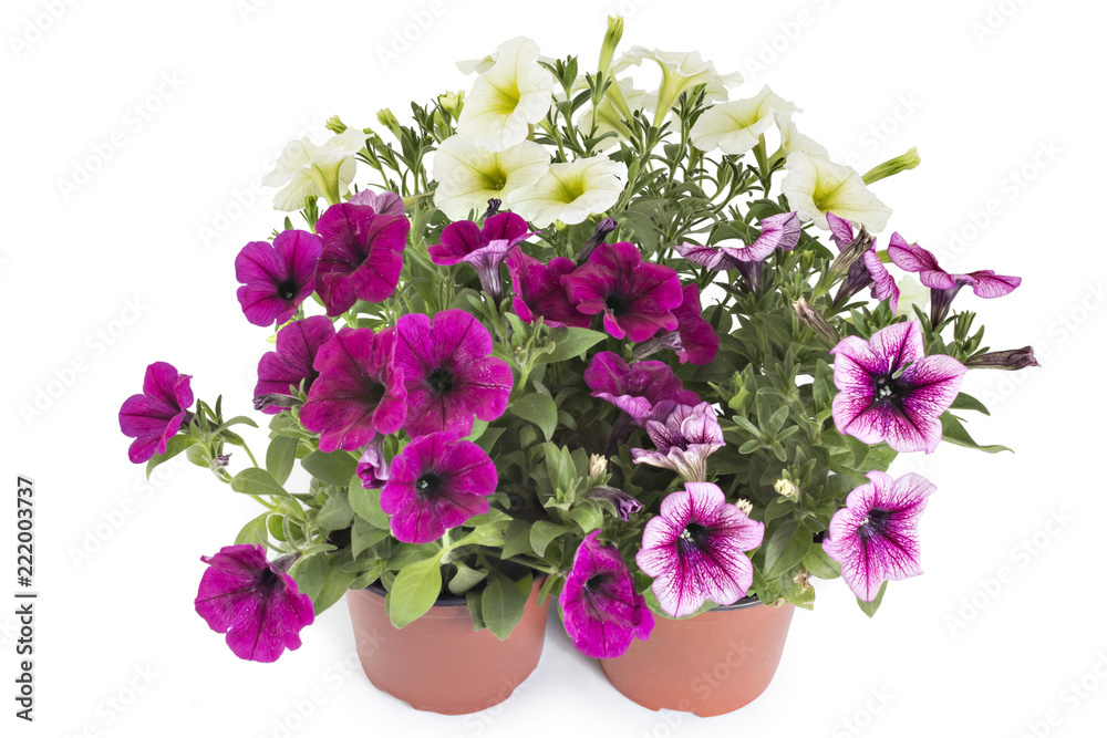 Colorful blooming petunia flowers in flower pot, closeup, isolated on white background. Petunia hybrida in bloom, close up.